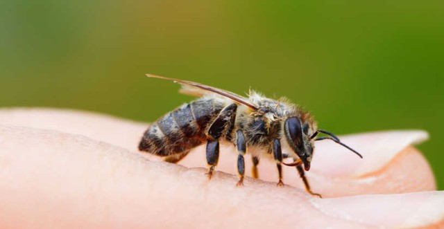 Τσίμπημα μέλισσας: φυσικοί τρόποι αντιμετώπισης