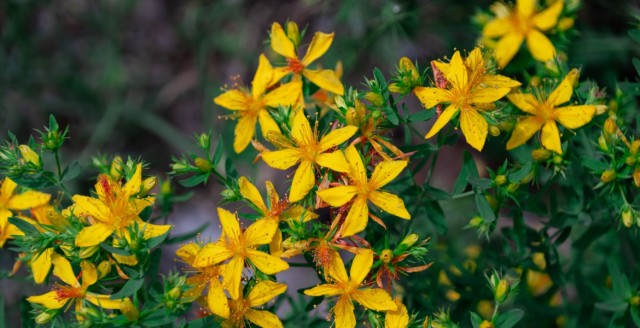 Βαλσαμόχορτο (St. John’s Wort) …